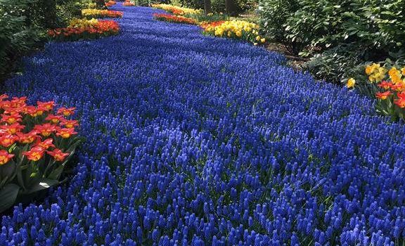 [荷蘭★景點] 20180420-3 鬱金香花園 Het KarbeelKeukenhof – the Tulips garden