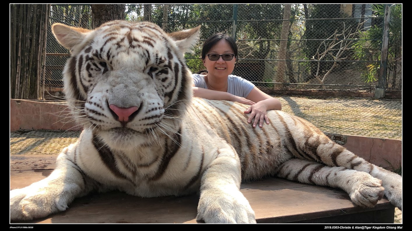 [清邁★景點] 20190303-2  老虎園 Tiger Kingdom